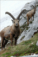 : Capra ibex ibex