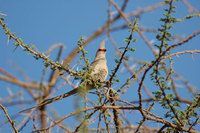 : Urocolius macrourus; Blue Naped Mousebird