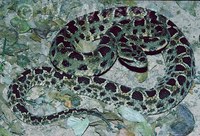 : Bothrops mattogrossensis