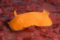 : Aldisa sanguinea; Blood-spot Dorid