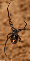 : Lactrodectus mactans; Black Widow Spider