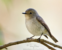 Little Pied Flycatcher Ficedula westermanni