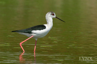 Black-winged Stilt 黑翅長腳鷸