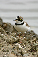 Little Ringed Plover 金眶鴴