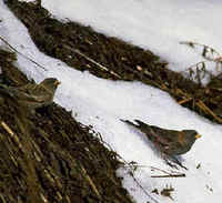 Asian Rosy Finches are seen during FONT Japan Tours