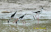 Photo of pisila karibská, Himantopus mexicanus, Blach necked Stilt, Candelero Mexicano