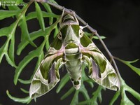 Daphnis nerii Foto/billede af