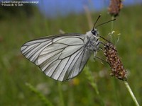 Sortåret hvidvinge (Aporia crataegi)  Foto/billede af