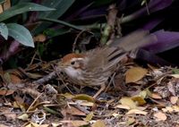 ムナフジチメドリ Puff-throated Babbler Pellorneum ruficeps