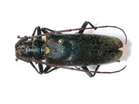 Monochamus urussovi