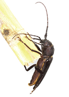 Prinobius myardi