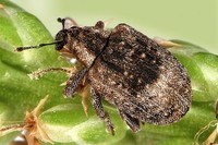 Stereonychus fraxini