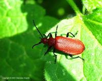 Pyrochroa serraticornis - Red-Headed Cardinal Beetle