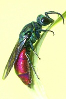 Chrysis ignita