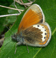 Coenonympha gardetta - Alpine Heath