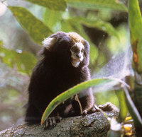 Buffy-tufted-ear marmoset (Callithrix aurita)