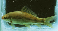 Osteochilus hasseltii, Silver sharkminnow: fisheries, aquaculture, aquarium