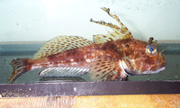 Icelinus filamentosus, Threadfin sculpin: