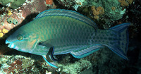 Scarus psittacus, Common parrotfish: fisheries, aquarium