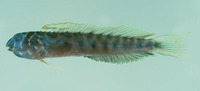 Omox biporos, Omox blenny: