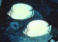 Chaetodon ornatissimus, Ornate butterflyfish: fisheries, aquarium