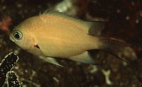 Chromis xutha, Buff chromis: