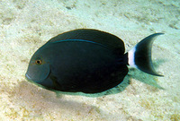 Acanthurus gahhm, Black surgeonfish: aquarium