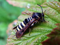 Pennisetia hylaeiformis - Raspberry Clearwing Moth