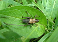 Pholidoptera aptera slovaca