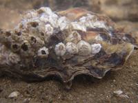 Ostrea edulis - Edible Oyster