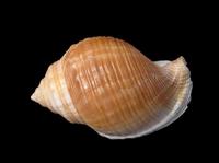 Galeodea echinophora