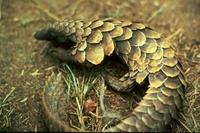 Image of: Manis tetradactyla (long-tailed pangolin)