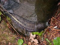 Limax cinereoniger