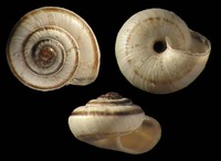 Candidula unifasciata