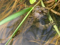 Bombina variegata - Yellow-Bellied Toad