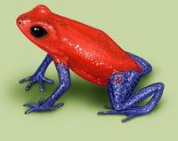 Image of: Dendrobates pumilio (strawberry poison dart frog)