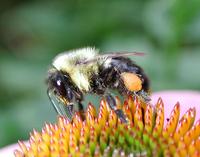 Image of: Apidae (long-tongued bees)