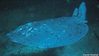 Torpedo californica - Pacific Electric Ray