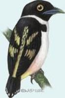 Image of: Eurylaimus ochromalus (black-and-yellow broadbill)