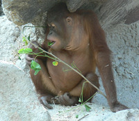 Pongo abelii - Sumatran Orang-Utan