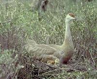 Image of: Grus canadensis (sandhill crane)