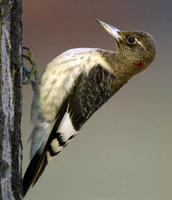 Image of: Melanerpes erythrocephalus (red-headed woodpecker)