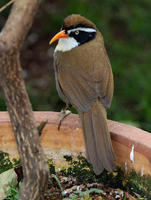 Image of: Pomatorhinus ferruginosus (coral-billed scimitar babbler)