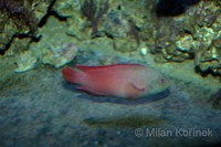 Labracinus lineatus - Lined Dottyback