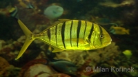 Gnathanodon speciosus - Golden trevally