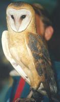 Image of: Tyto alba (barn owl)