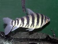 Image of: Leporinus fasciatus (banded leporinus)