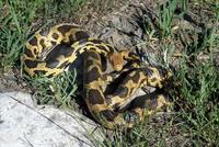 Image of: Elaphe vulpina (fox snake)