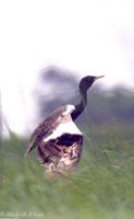 Lesser Florican - Sypheotides indica