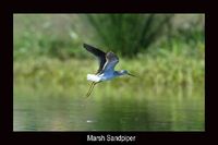 Marsh Sandpiper